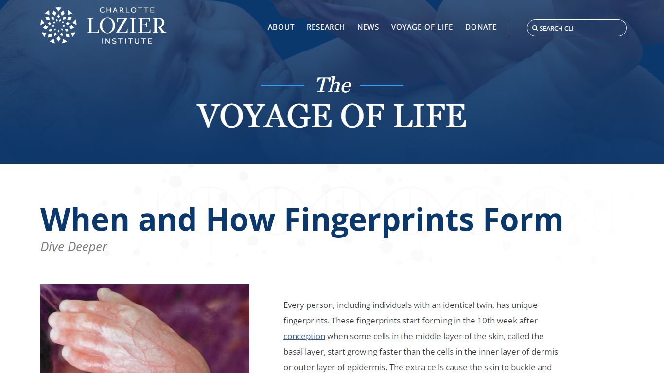 When and How Fingerprints Form - Charlotte Lozier Institute